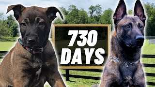2 Years Of Training In 4 Minutes PT.2! Building The ULTIMATE Belgian Malinois!