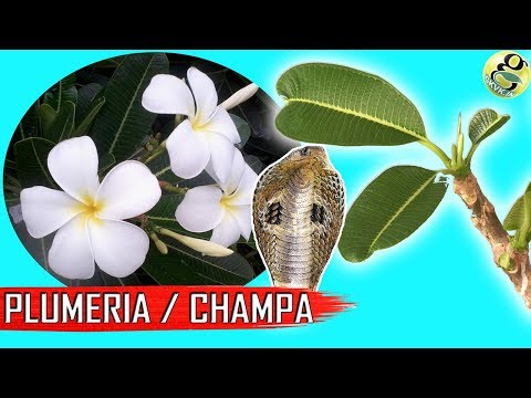 download lagu mp3 mp4 What Is Plumeria, download lagu What Is Plumeria gratis, unduh video klip What Is Plumeria