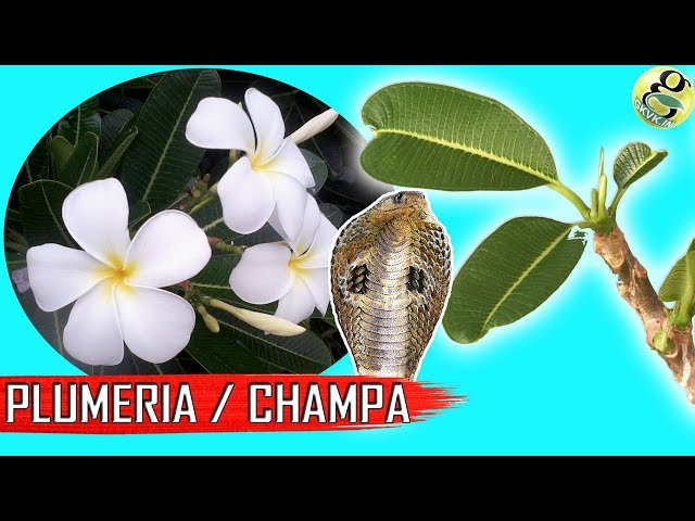 Video Pronunciation of Plumeria in English Video Pronunciation of Plumeria in English