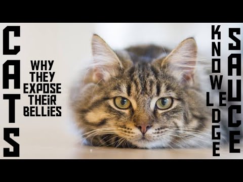 The Reason Cats Expose their Bellies.