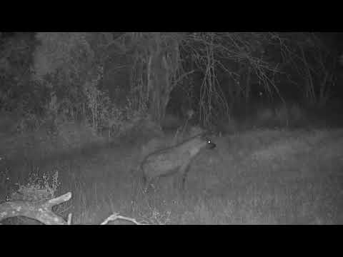 Djuma: Two Hyenas-what are they up to? - 02:56 - 09/08/2023