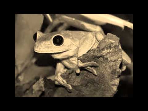 download lagu mp3 mp4 Black Eyed Tree Frog, download lagu Black Eyed Tree Frog gratis, unduh video klip Black Eyed Tree Frog