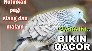 Download lagu Perkutut lokal gacor WAJIB Rutinkan pagi siang malm ,suara in bikin semua utut gacor mp3