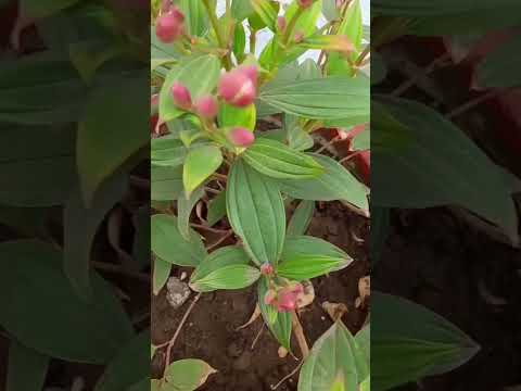 #viral #mahika #happy #nature