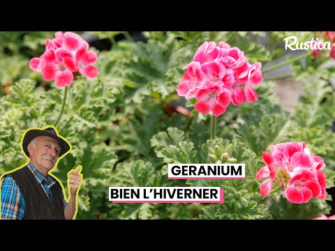 comment nettoyer geranium