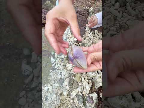 Sea Agate and Sea Crystal: Finding Hidden Treasures on the Shore and rare pearl