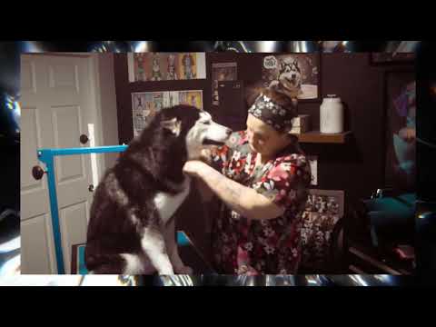 Rocket Siberian Husky