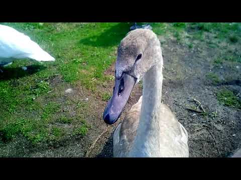 junger neugieriger Schwan