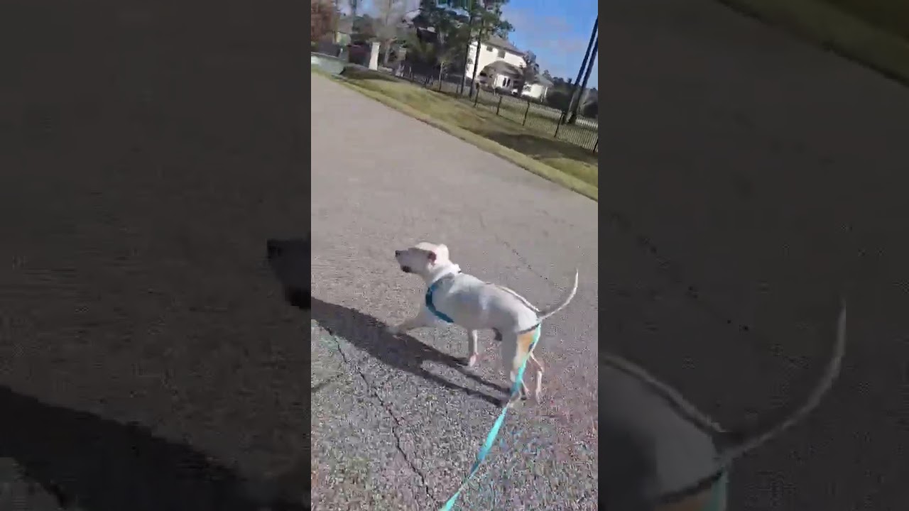 Enlarge Tobey (obedience trained/house trained/ energetic), a Adoptable mixed breed in Conroe, TX video 4/6