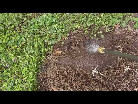Eliminating the Ants in the Yard in Allenwood, NJ