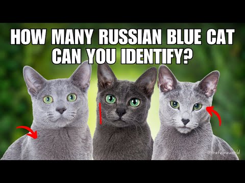 4 Different Types Of Russian Blue Cat