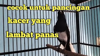 Download lagu cocok untuk pancingan kacer yang lambat panas mp3