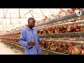 Tips for Battery Cage Farming