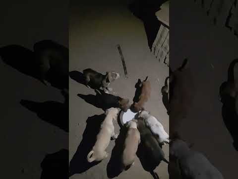 #doglover #labrador #puppy #streetdog Feeding them is the best feeling 😌