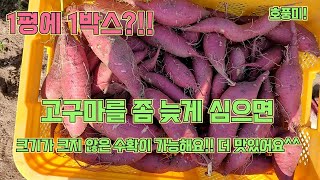 텃밭 고구마농사!! 고구마를 장마기간 이후에 심으면 먹기  좋은 크기의 고구마를 많이 수확할 수 있어요!!!