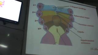 Dr.Sherif- Embryology 8 " the development of tongue & thyroid gland "