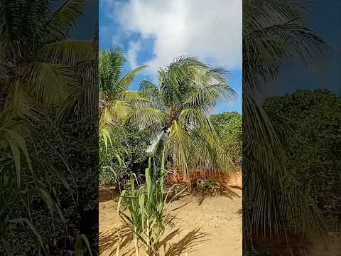 zona rural da cidade de água fria bahia,  180 km da capital salvador