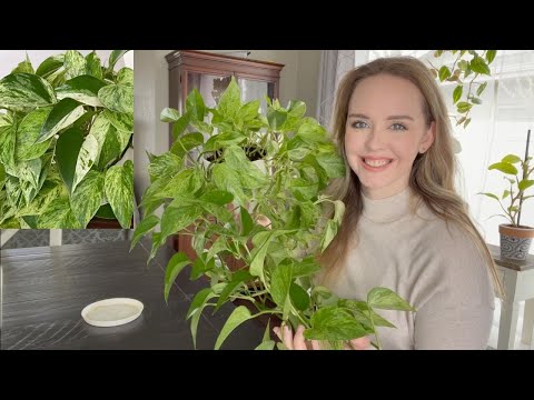 Marble Queen Pothos Care Tips