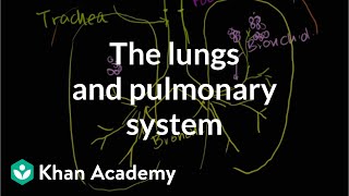 The Lungs and Pulmonary System