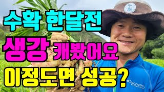 대박이야 쪽박이냐  생강수확 한달전 생강상태는? / 생강수확시기