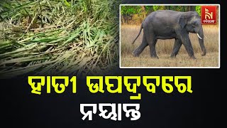 କଟକ ବାଙ୍କୀ ପାଥପୁର ଅଂଚଳରେ ହାତୀ ଉପଦ୍ରବ। ବ୍ୟାପକ ଫସଲ ନଷ୍