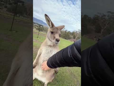 This kangaroo is way smarter than I thought