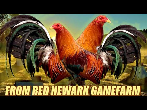 Perfection Sweater Yellow Leg Hatch Kelso - FROM RED NEWARK GAMEFARM