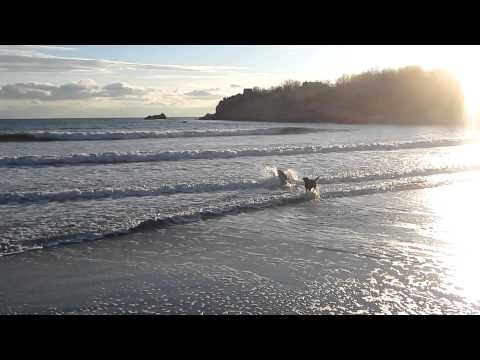Maji, Mhina, Kai & Pippa 2nd Beach, Newport , RI