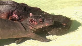 Hippo-Wunderkind in Los Angeles