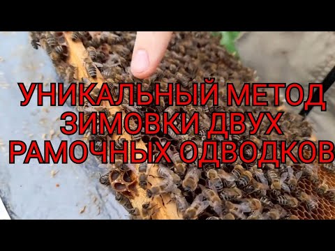Как сохранить матку зимой. Пчелиная матка ужасы. Горсть пчел. Как сохранить матку зимой. Пчеловод.