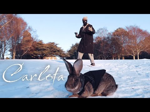 TrappLonely - Carlota (Prod. Tootonesounds)