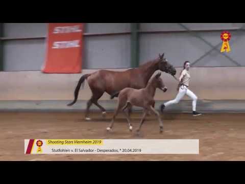 Fohlen von El Salvador - Desperados