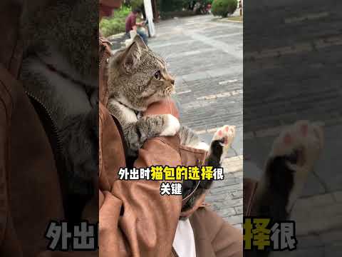 Summer cat care tips Never harm your cat#Novice cat keepers#Scientific pet care tips#Experience