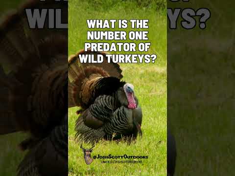 What do you think kills the most wild turkeys?