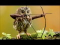 Birds with Arms Compilation #1