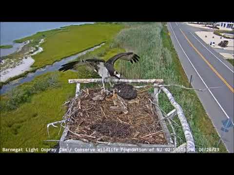 26 June ~ Female tries to deal with dead Osprey chick ~ Barnegat Light ©CWF NJ