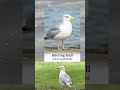 Herring Gull Seagull Biology Nature