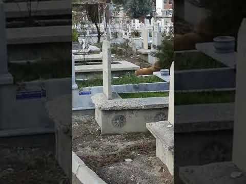 Müzisyen Özlem rahmetli Yücel Türkcan abinin Akşehir mezarlığına ziyarete giden sokak köpeği