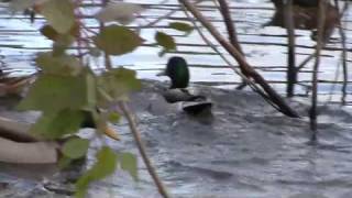 I Believe She's Lying