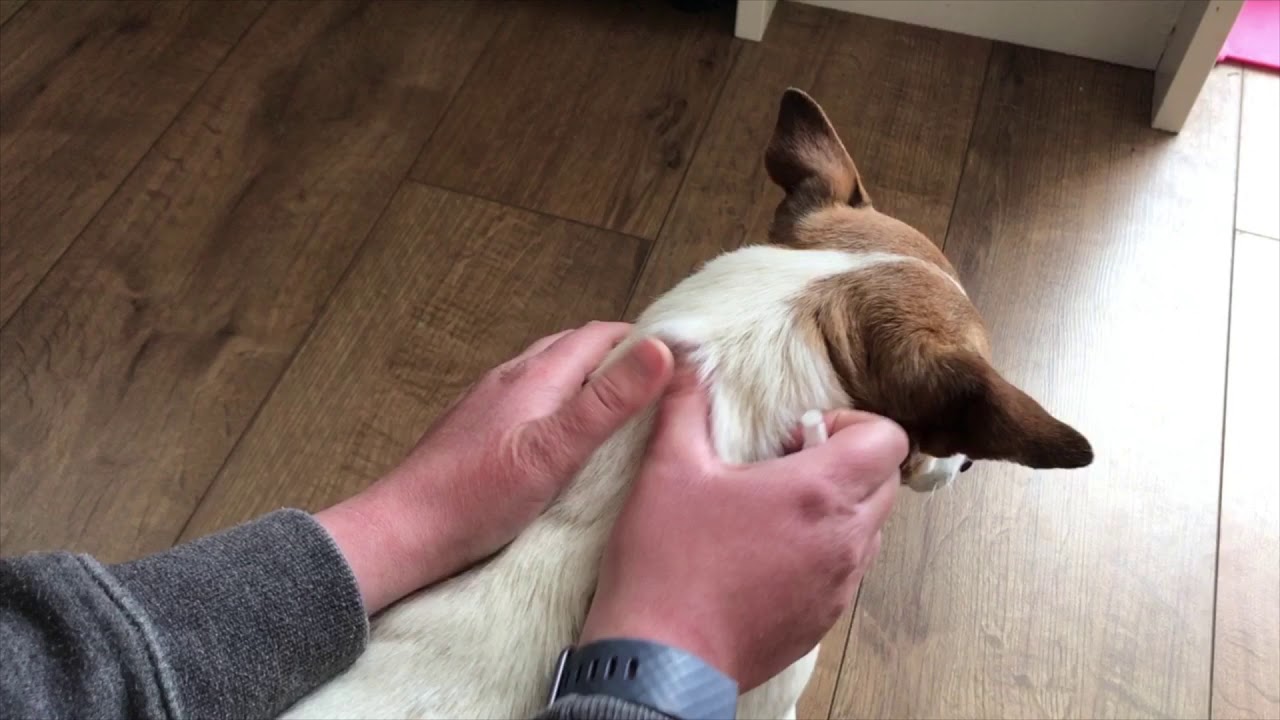 Watch video How to Apply Advocate Now How to Apply Advocate