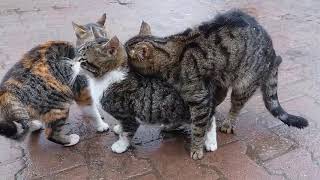 ONA PAKA WALIVOTUZIDI KUFANYA MAPENZI