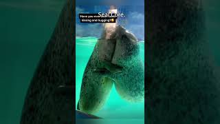 Silly seals 😍🦭 #seal #funny #sealcore #animalcore #animals #marineanimals#foryou #youtubeshorts