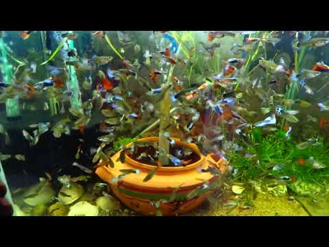 How To Make FishTank Full Of Guppies