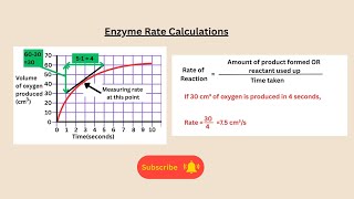 Enzyme Rate Calculations for AQA GCSE Biology and Combined Science