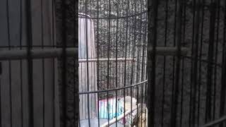 Download lagu CIBLEK GUNUNG BETINA#SHORTS mp3