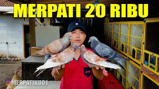 Download lagu REVIEW OF THE SUPER STRICT DRIVING PIGEON mp3