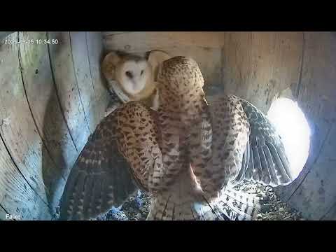 2025-05-15 Schleiereule & Turmfalke - Kampf im Nest (Großfahner/Thüringen)