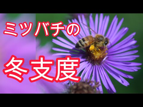 経済学科 晴蜂雨読⑯／ミツバチの冬支度 (11月、その2)／山崎亮一／東京農工大学名誉教授／字幕付き／Bees preparing for winter (November, Part 2)／Eng sub