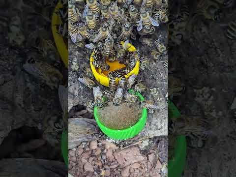 Honey Bees in Winter: Causes of Weakness and Recovery Solutions