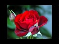 llego el amor a mi - Annette Moreno 